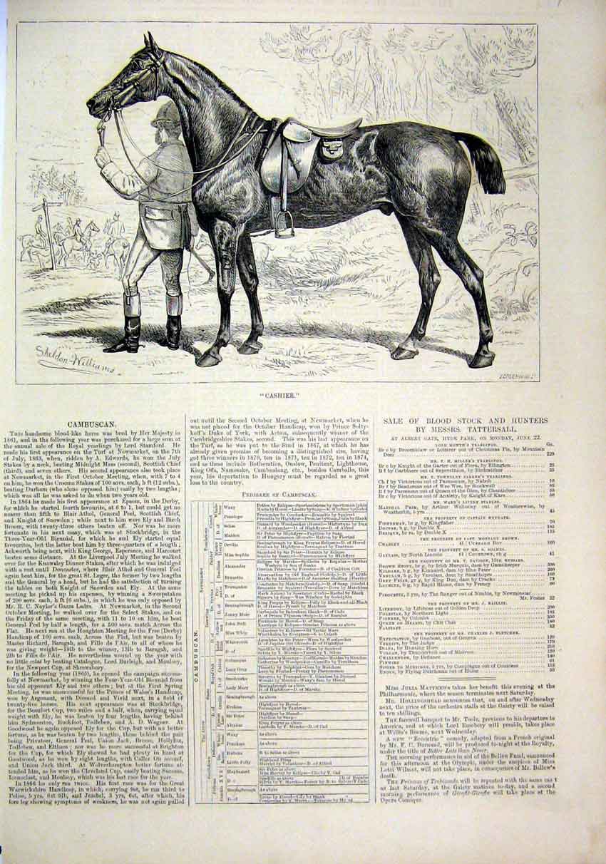 Original Old Antique Print 1874 Horse Cashier Man Leading Sheldon Williams 19th