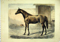 Original Old Antique Print 1874 Sepia Brown Horse Cambuscan 19th