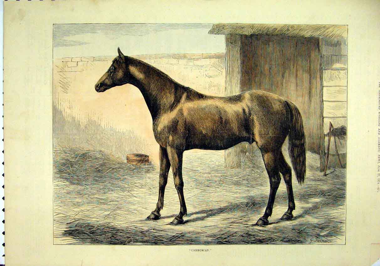Original Old Antique Print 1874 Sepia Brown Horse Cambuscan 19th