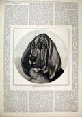 Original Old Antique Print 1880 Portrait Dog Rollo Beagle Morrell 19th