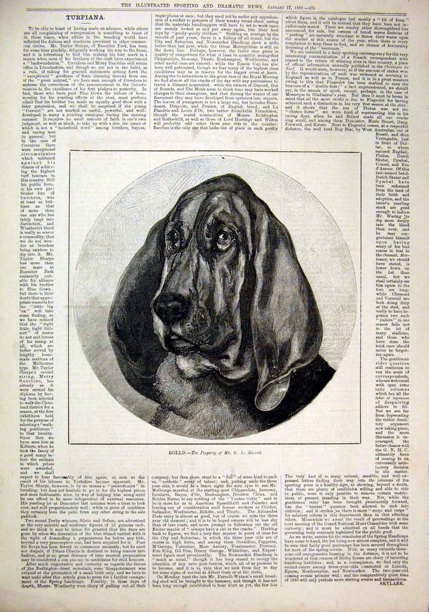 Original Old Antique Print 1880 Portrait Dog Rollo Beagle Morrell 19th