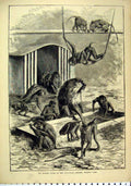 Original Old Antique Print 1884 Monkey House Zoological Gardens Regents Park