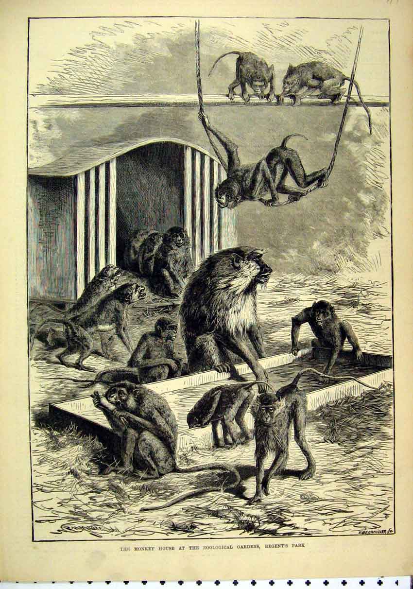 Original Old Antique Print 1884 Monkey House Zoological Gardens Regents Park