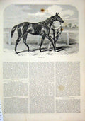 Original Old Antique Print Horse 1874 Caller Ou Man Leading Race Course 19th