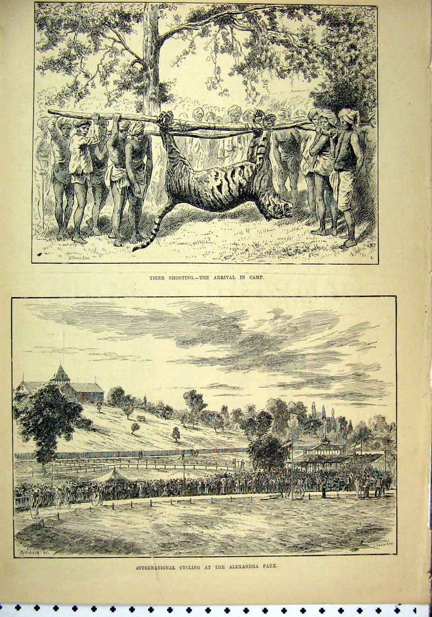 Original Old Antique Print 1887 Tiger Shooting Camp Cycling Alexandra Park Sport