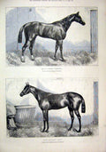 Original Old Antique Print Horses 1874 Vyners Camballo Soltykoff Balfe Newmarket