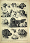 Original Old Antique Print 1880 Prize Winners Berlin Dog Show Germany Victorian