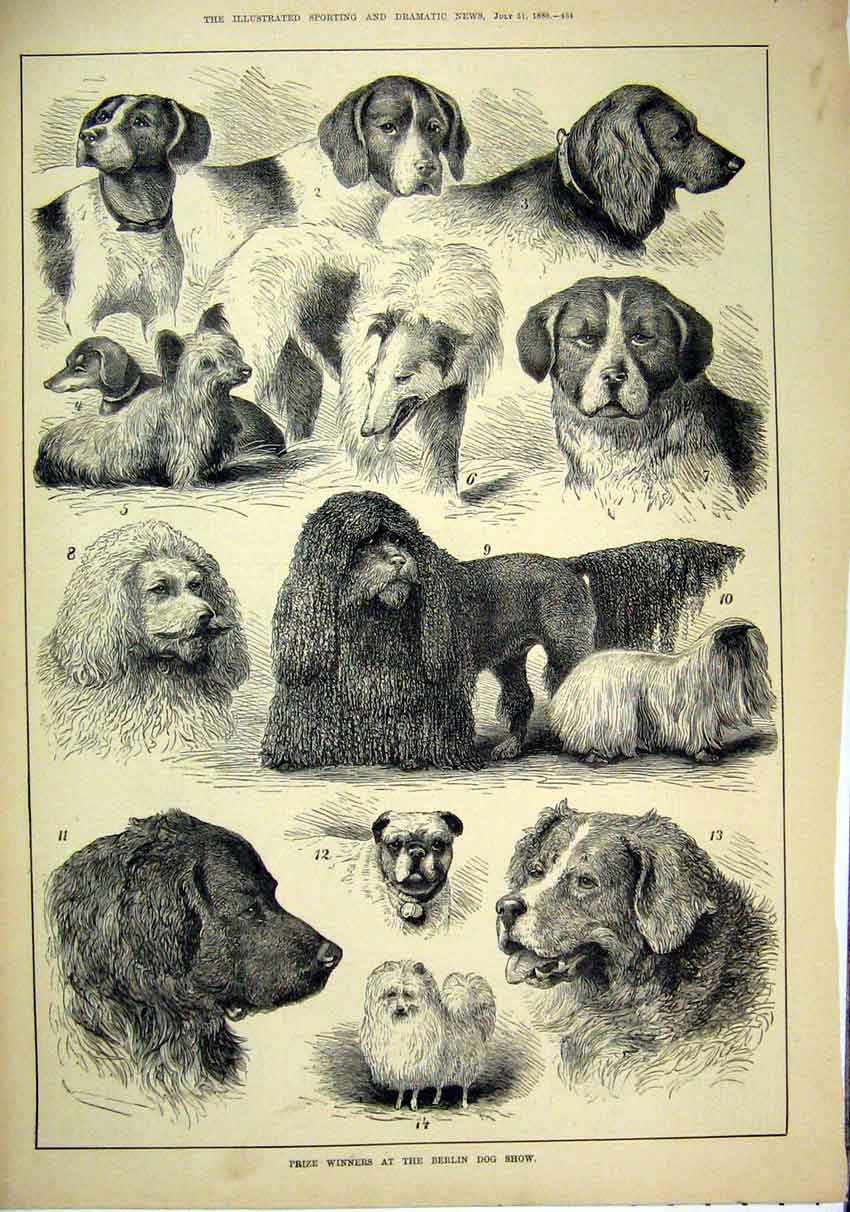 Original Old Antique Print 1880 Prize Winners Berlin Dog Show Germany Victorian