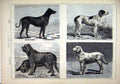 Old Antique Print Kennel Dogs 1878 Catch Sultan Ranger Murphy Bella Hound 19th
