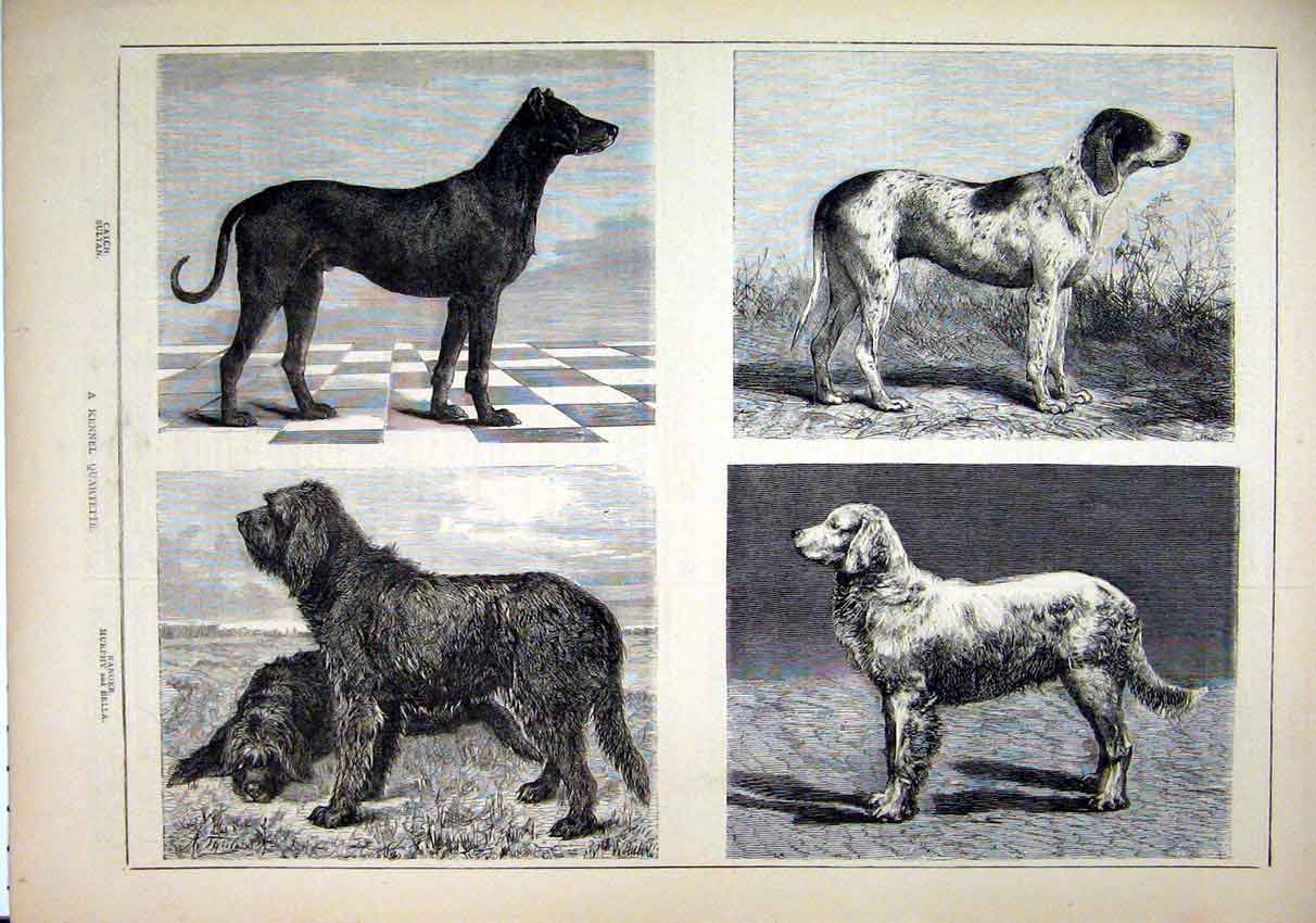 Old Antique Print Kennel Dogs 1878 Catch Sultan Ranger Murphy Bella Hound 19th