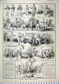 Original Old Antique Print 1891 Scenes Pilot Nautical Burletta Siers Marines