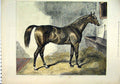 Original Old Antique Print 1874 Beautiful Sepia Horse Venison Stable Bed 19th