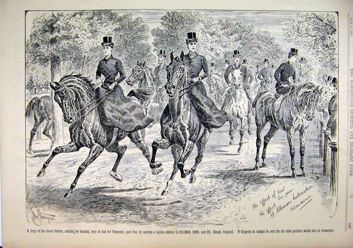 Original Old Antique Print 1889 Advert Ellimans Embrocation Horses Victorian