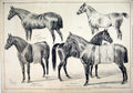 Original Old Antique Print 1876 Prince Wales Stud Marlborough House Horses Joe
