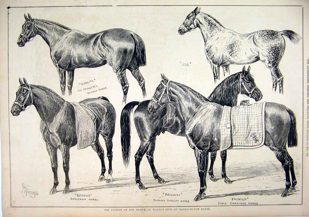 Original Old Antique Print 1876 Prince Wales Stud Marlborough House Horses Joe