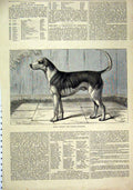 Original Old Antique Print 1876 Dog Quorn Alfred Champion Fox-Hound Victorian