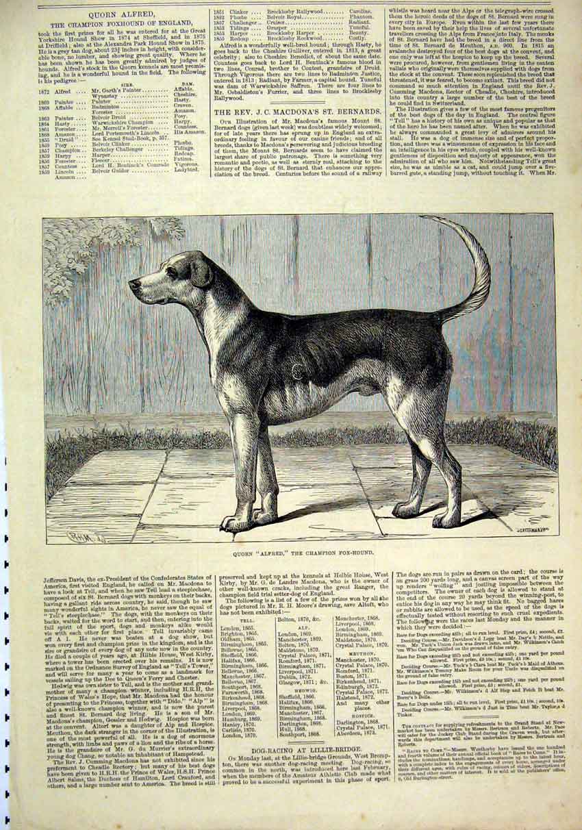 Original Old Antique Print 1876 Dog Quorn Alfred Champion Fox-Hound Victorian