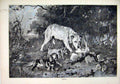 Original Old Antique Print 1884 Dog Eating Rabbit Trees Country Scene Fine Art