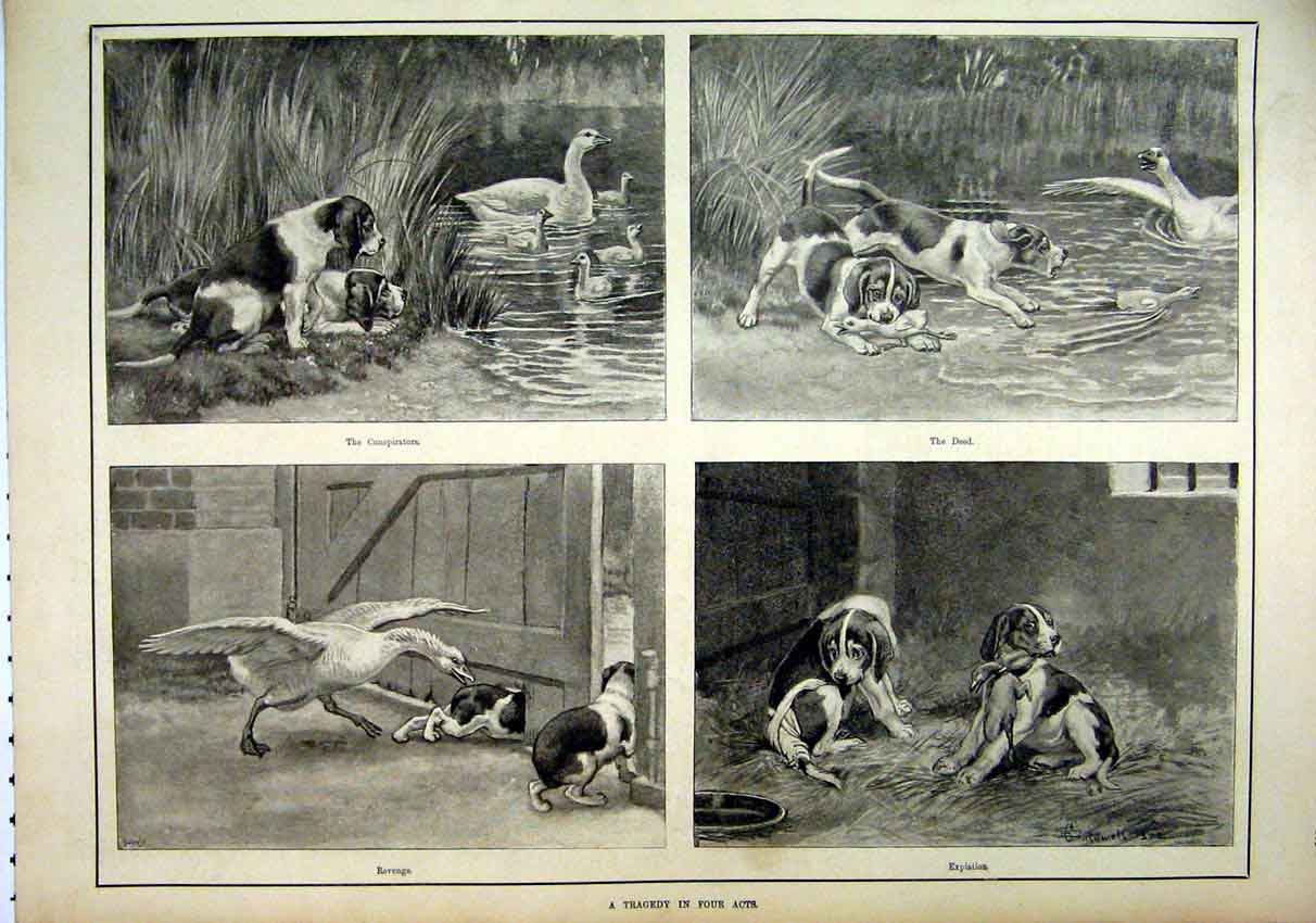 Original Old Antique Print 1892 Dogs Catching Geese River Chasing Killing Eating