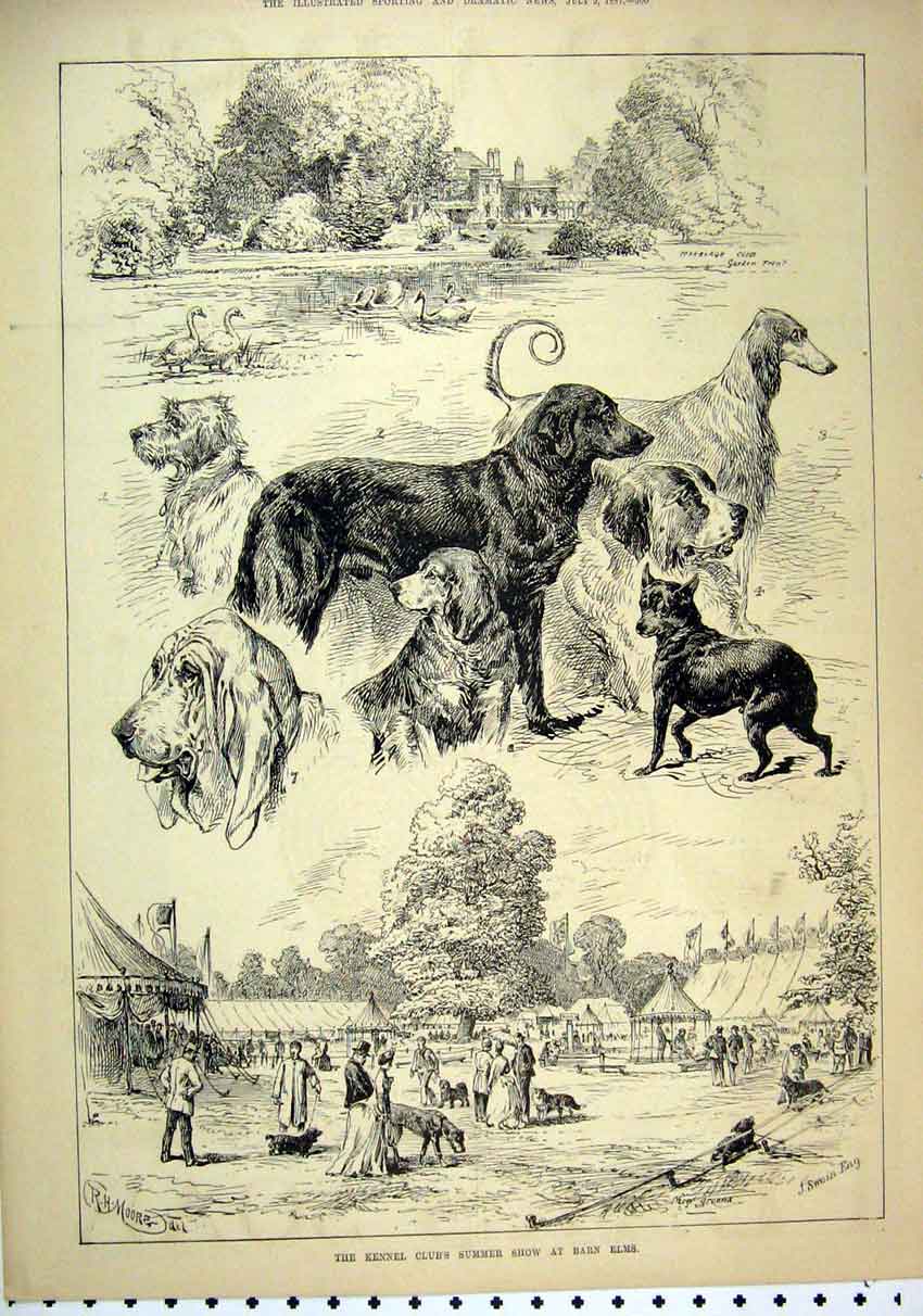 Old Antique Print 1887 Kennel Club Show Summer Barn Elms Dogs Swan River 19th