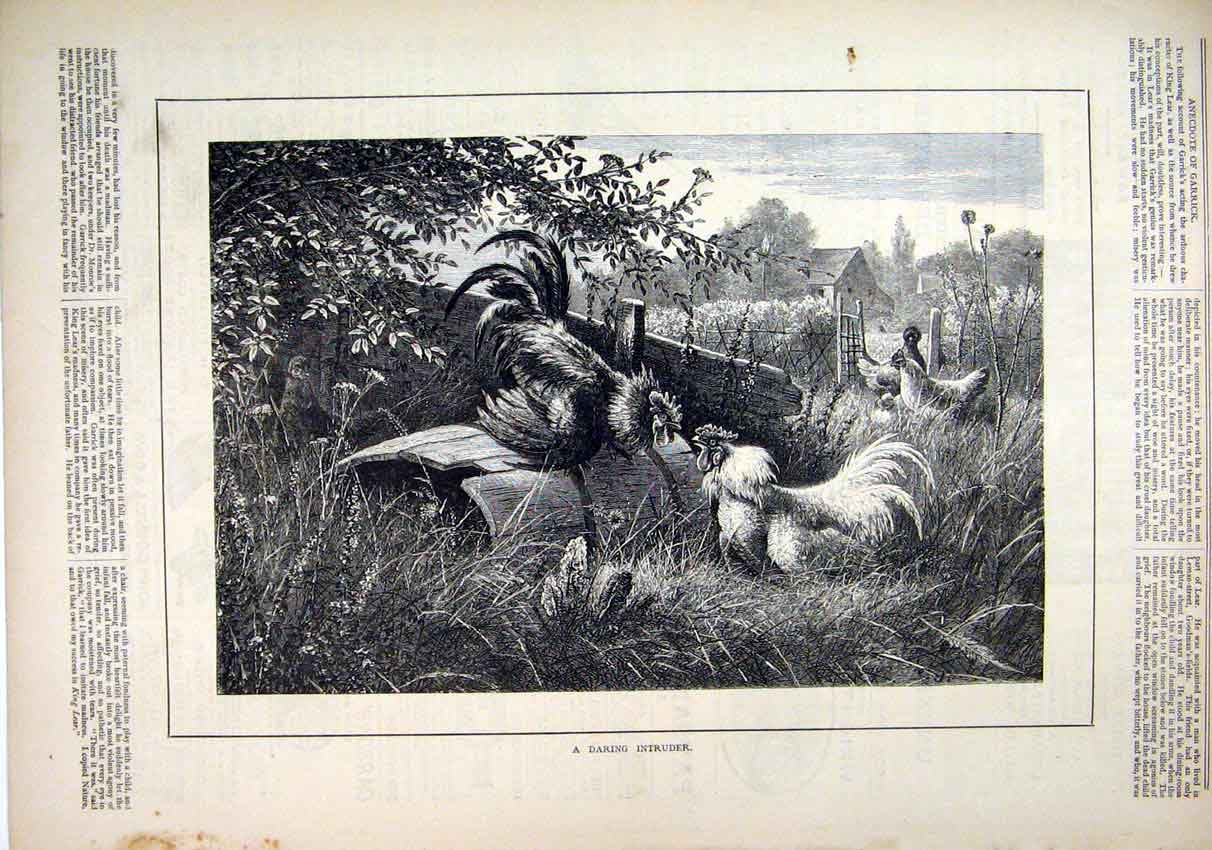 Original Old Antique Print 1878 Chicken Cockerel Wooden Fence Country Scene Art
