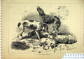 Original Old Antique Print 1878 Dogs Police Scruffy Cobbles 19th