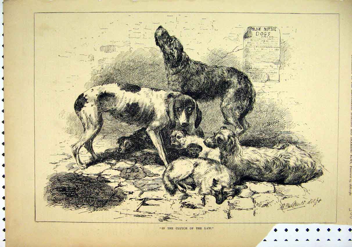 Original Old Antique Print 1878 Dogs Police Scruffy Cobbles 19th