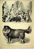Original Old Antique Print Feeding Royal Buckhounds 1879 Nero Nepaulese Dog 19th