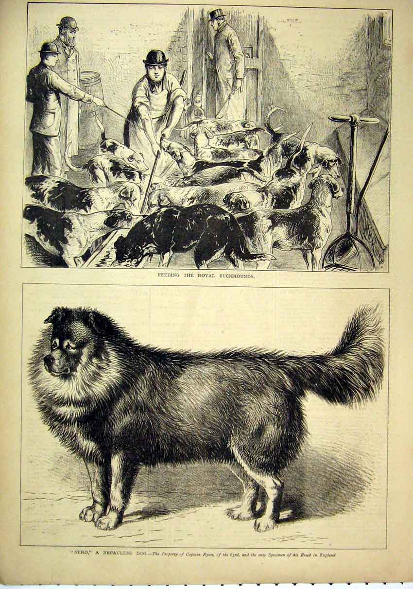 Original Old Antique Print Feeding Royal Buckhounds 1879 Nero Nepaulese Dog 19th