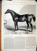 Original Old Antique Print 1874 Black Horse Whalebone English Stud Victorian