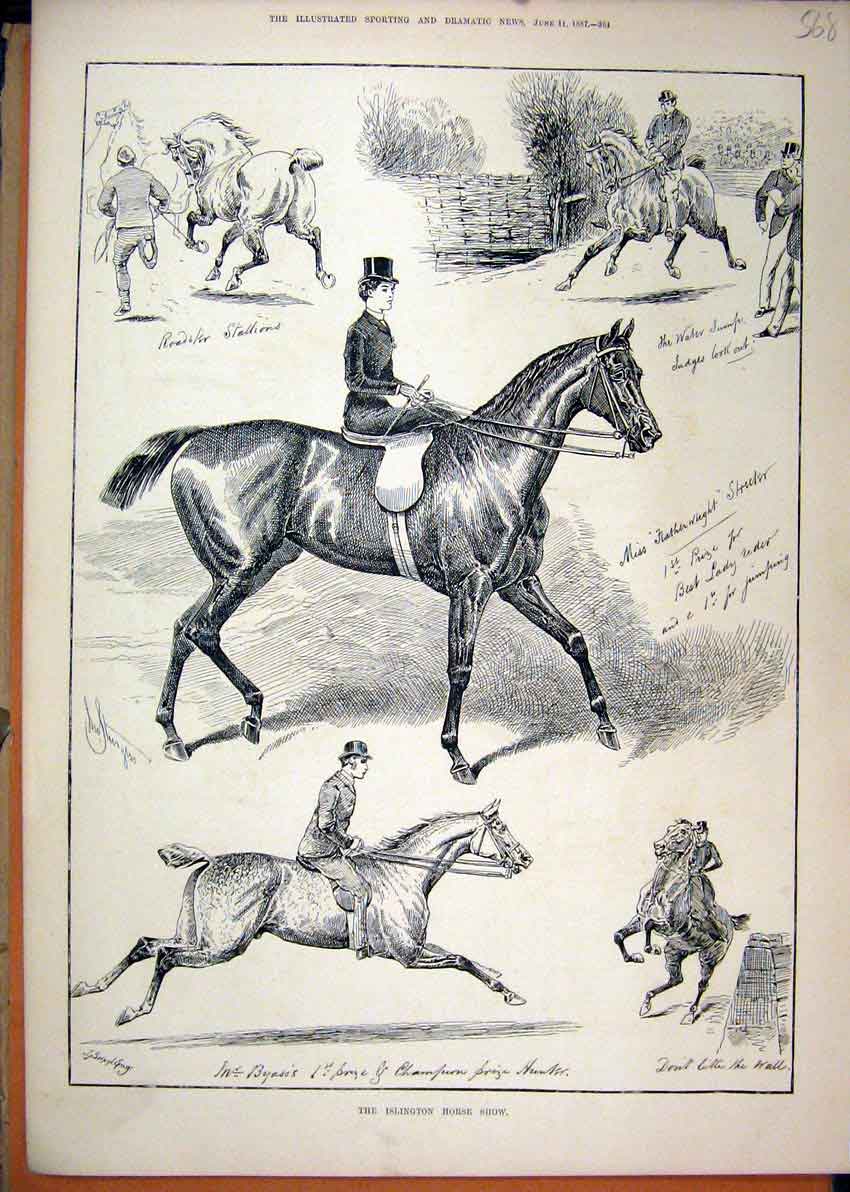 Old Antique Print 1887 Islington Horse Show Stallion Hunter Featherweight 19th