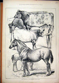 Original Old Antique Print 1876 Prize Winners Peterboro Cattle Show Cart Horse