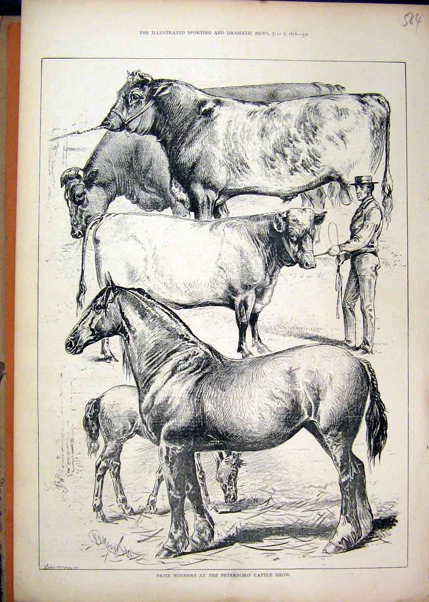Original Old Antique Print 1876 Prize Winners Peterboro Cattle Show Cart Horse
