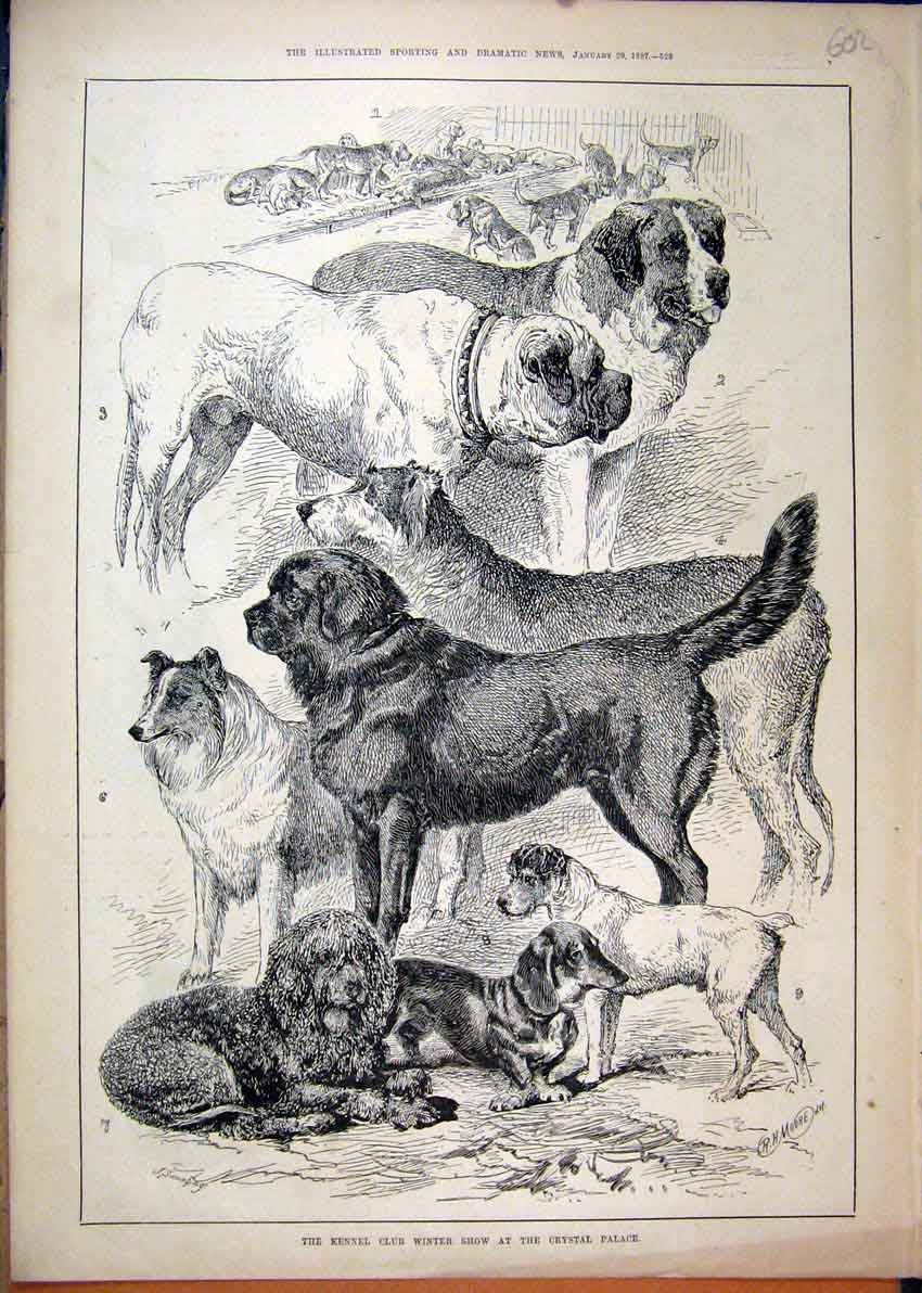 Original Old Antique Print 1887 Kennel Club Winter Show Crystal Palace Dog 19th