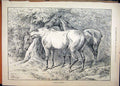 Original Old Antique Print 1887 Horses Dock Tail Tree Country Scene Sketch 19th