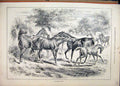 Original Old Antique Print Horses Playing Field 1884 Trees Country Scene 19th