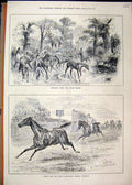 Original Old Antique Print 1883 Horses Brood Mares Cleveland Stakes Stockton