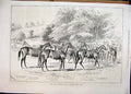 Old Antique Print 1878 Yearling Sale Marden Deer Park Blair Athol Horses 19th