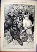 Original Old Antique Print 1887 Birds Black Sitting Tree Country Scene Victorian