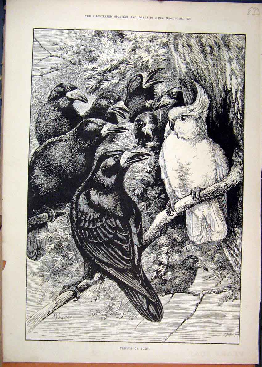 Original Old Antique Print 1887 Birds Black Sitting Tree Country Scene Victorian