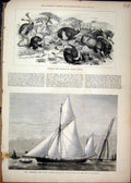 Original Old Antique Print 1877 Ostrich North Africa Schooner Yawl Match Ship
