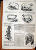 Original Old Antique Print 1844 Pipe Tile Machine Sheep Ewe Boar Ram Victorian