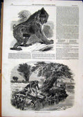 Original Old Antique Print 1850 Mandrill Baboon Regents Park Man Fishing Eels