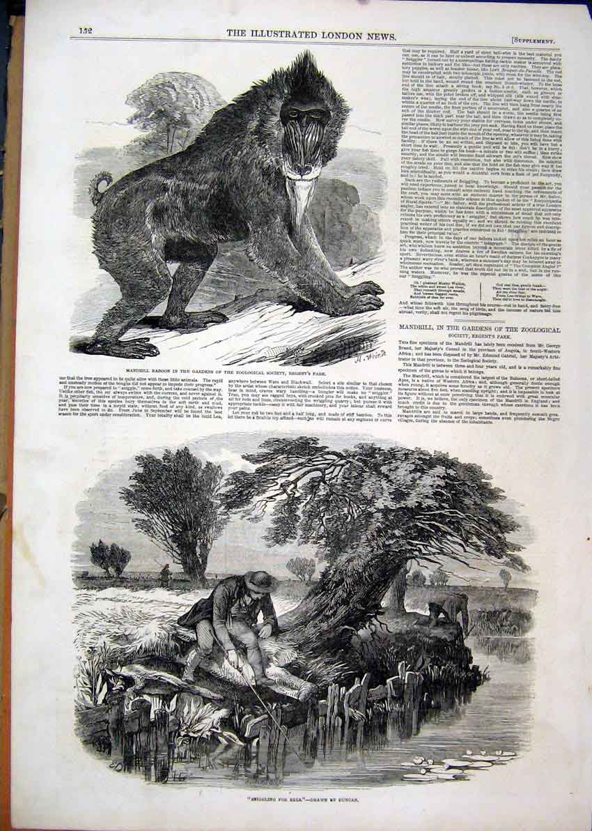 Original Old Antique Print 1850 Mandrill Baboon Regents Park Man Fishing Eels
