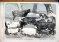 Old Antique Print 1858 Prize Animals Royal Agricultural Show Chester Cow 19th