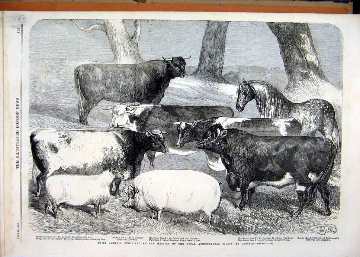 Old Antique Print 1858 Prize Animals Royal Agricultural Show Chester Cow 19th