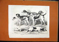Original Old Antique Print Prize-Winners C1870 Show Dublin Kennel Club Victorian