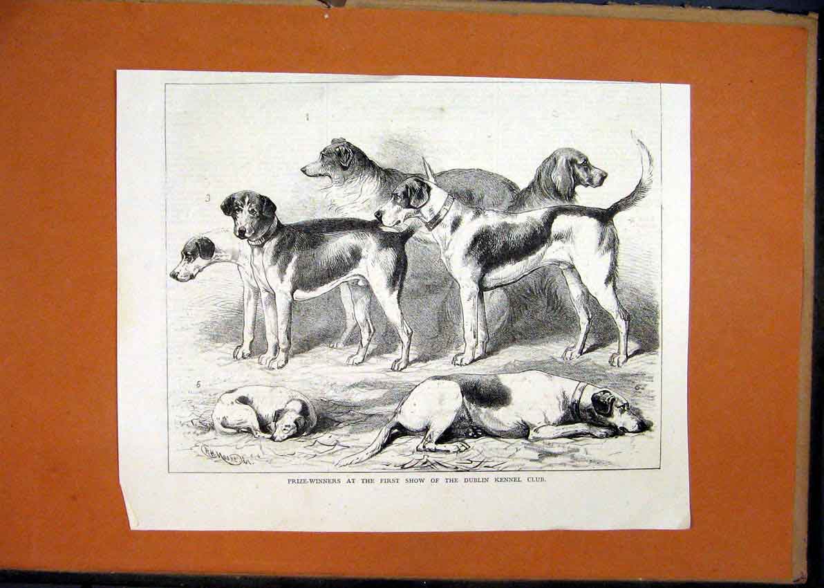 Original Old Antique Print Prize-Winners C1870 Show Dublin Kennel Club Victorian