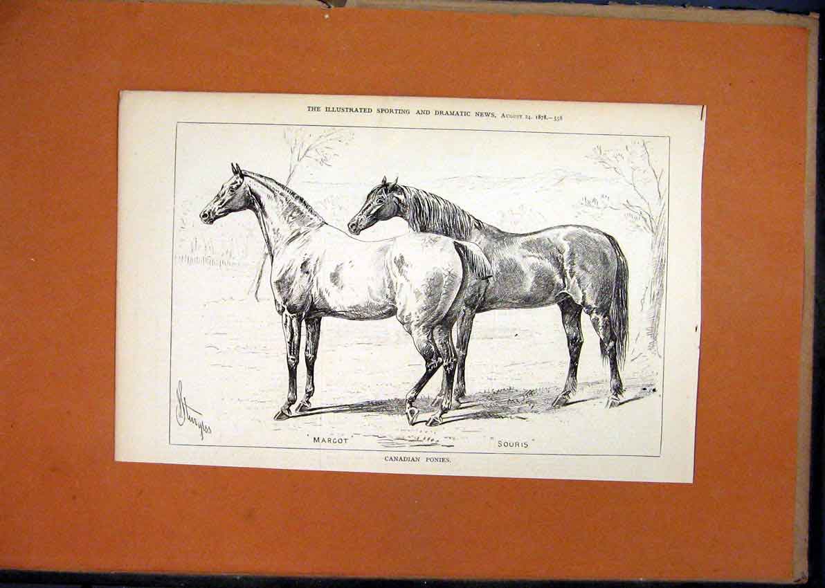 Original Old Antique Print 1878 Canadian Ponies Margot Souris Horses Victorian