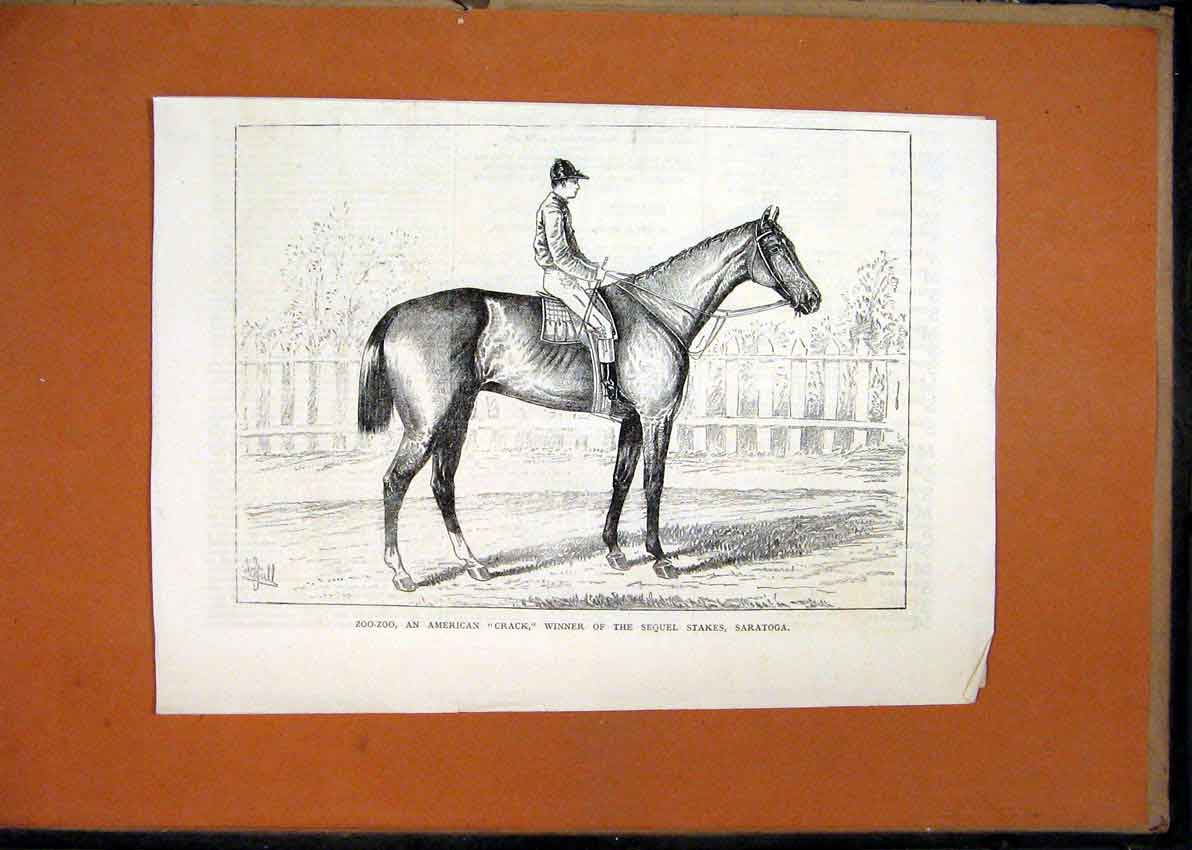 Original Old Antique Print Horse C1870 Zoo-Zoo American Crack Winner Sequel 19th